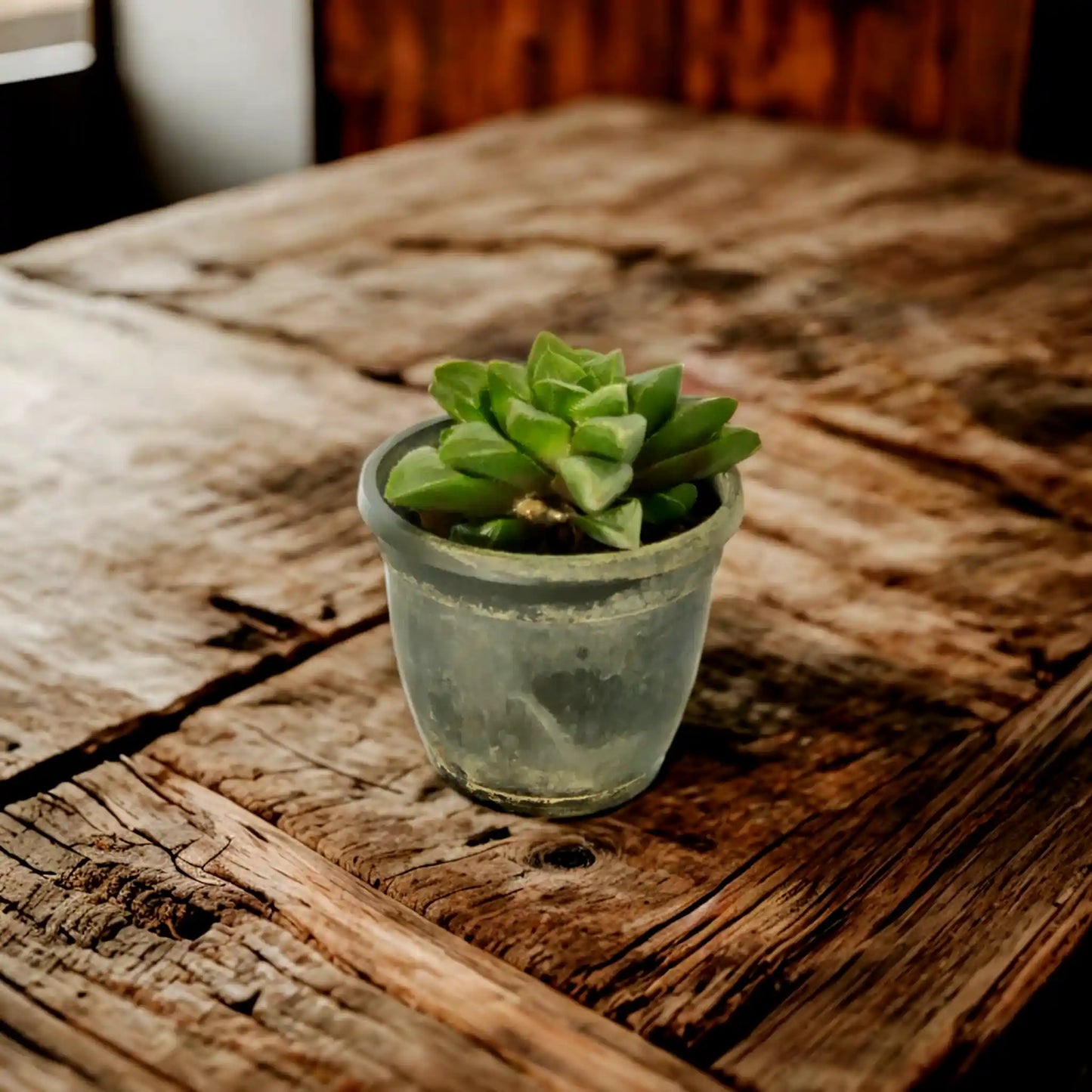 Buy Succulents Online: Your One-Stop Shop for Quality Succulent Plants