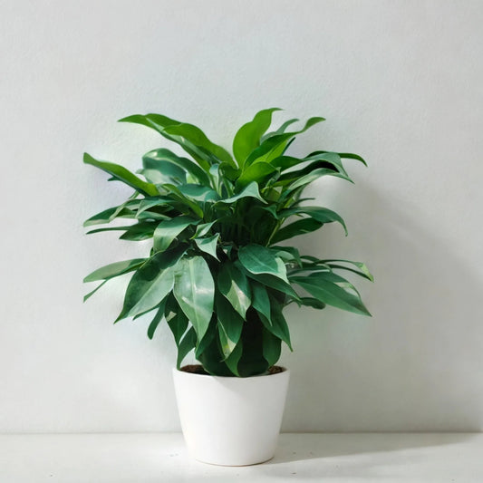 Black Ficus: The Elegant Indoor Plant That's Perfect for Any Space