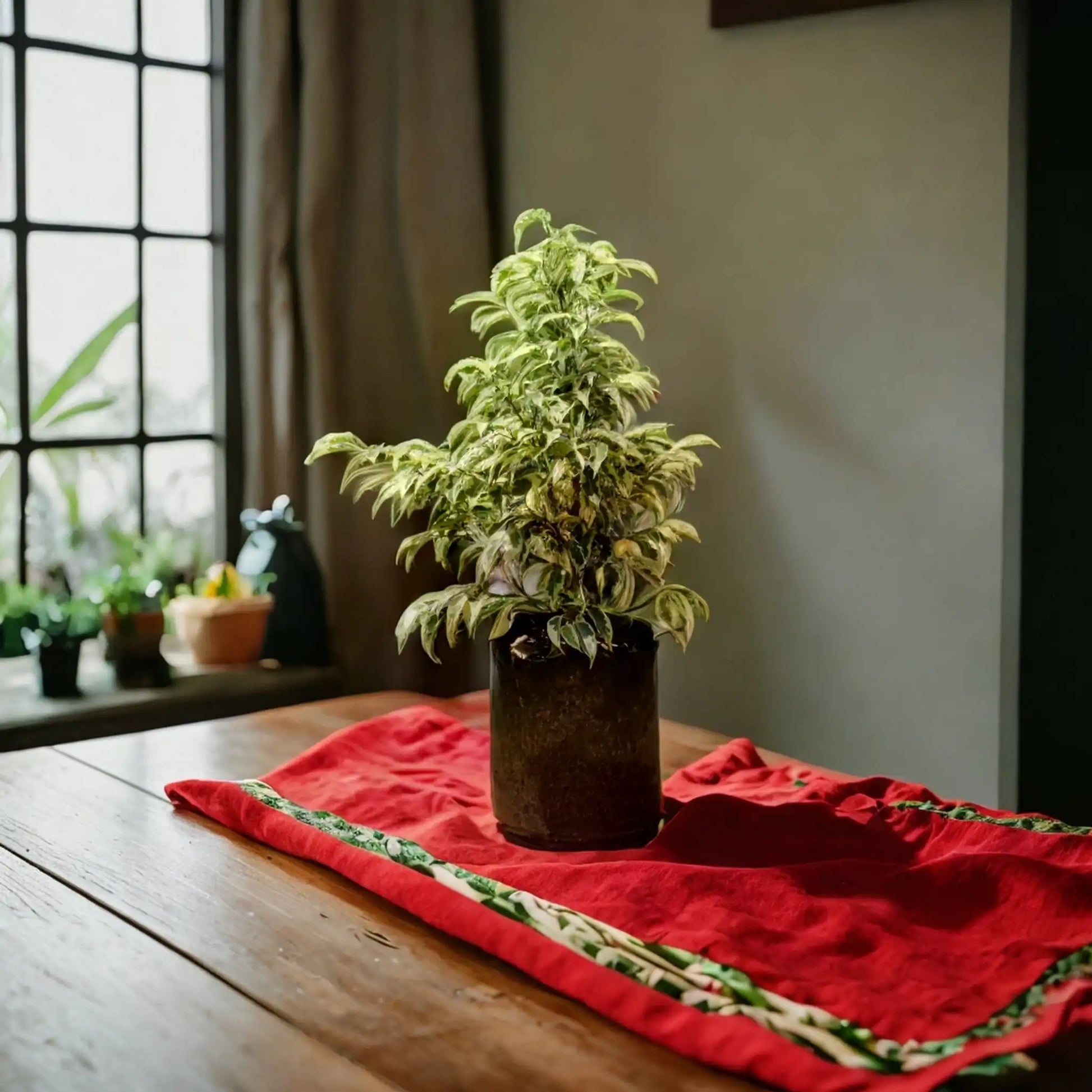 Starlight: The Easy-to-Care-For Indoor Plant That's Perfect for Everyone