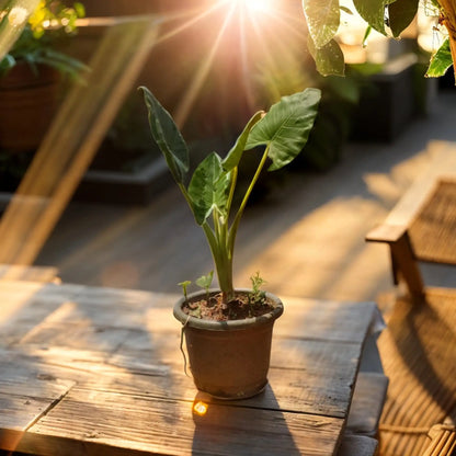 Alocasia Green: The Versatile Indoor Plant That's Perfect for Any Space