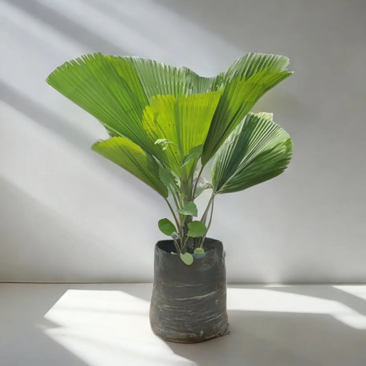 Pachudia/Fan Palm: The Tropical Indoor Plant That's Perfect for Adding a Touch of Sunshine