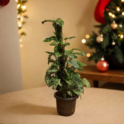 Broken Heart Plant - Indoor Healing Plant