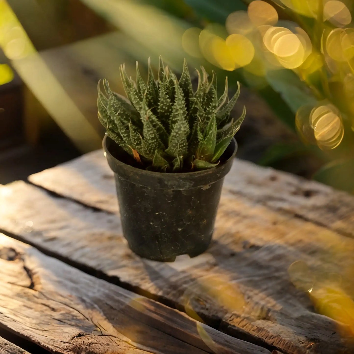 Shop Quality Succulents: Buy Succulent Plants Online for Indoor and Outdoor Gardens