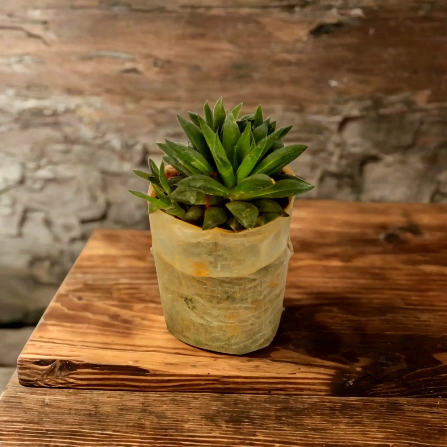 Find Your Perfect Succulent: Buy Succulents Online for Indoor and Outdoor Beauty