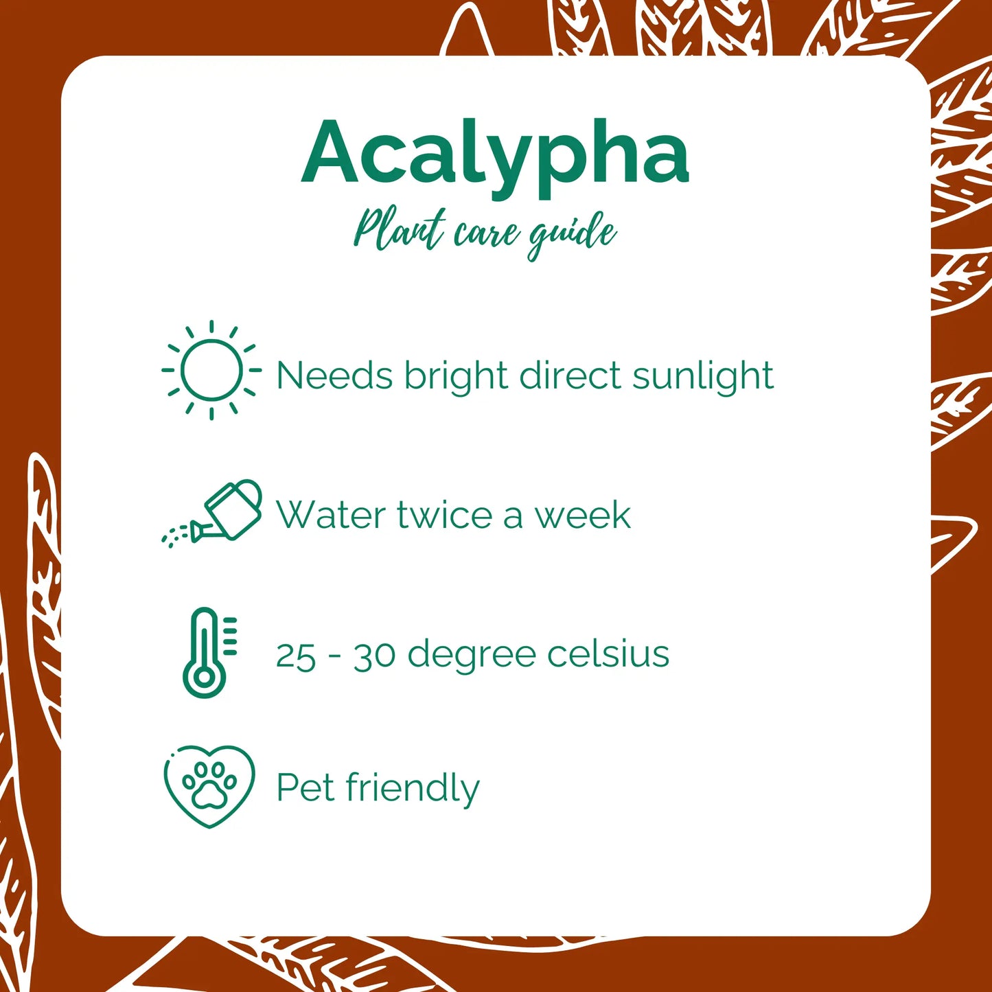 Acalypha/Akalifa