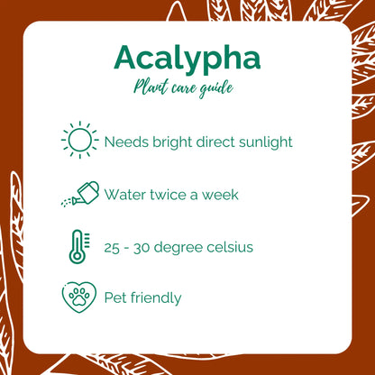 Acalypha/Akalifa