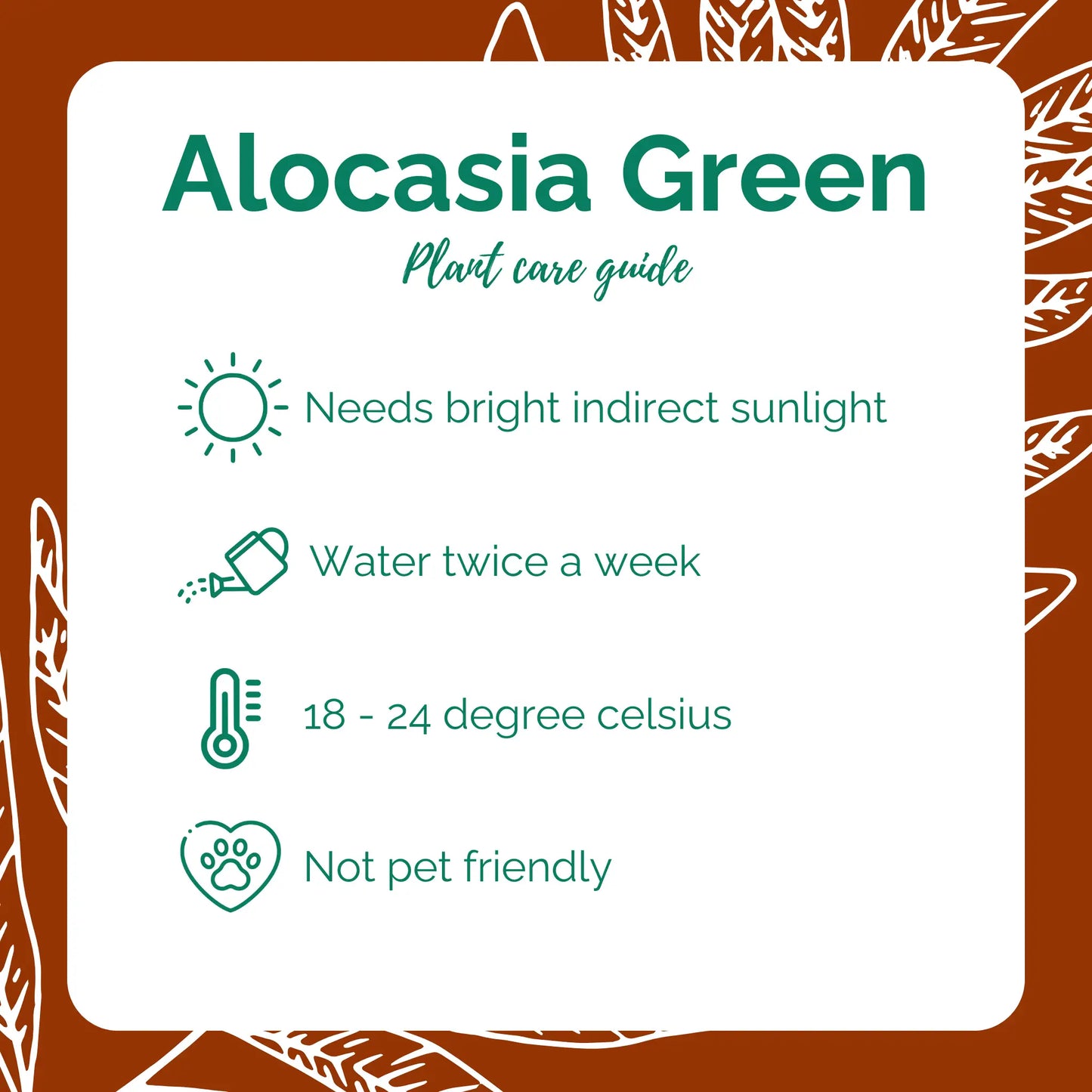 Alocasia Green