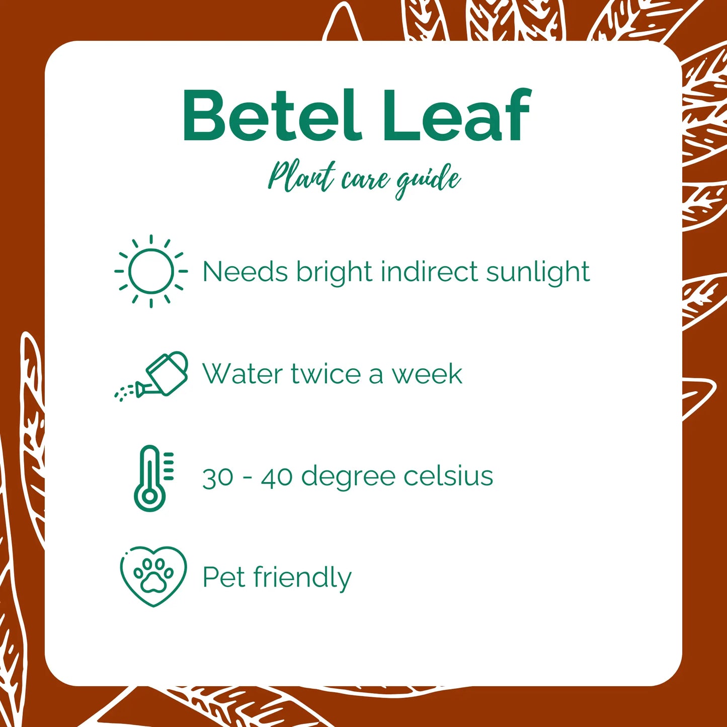 Betel Leaf