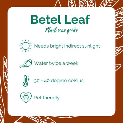 Betel Leaf