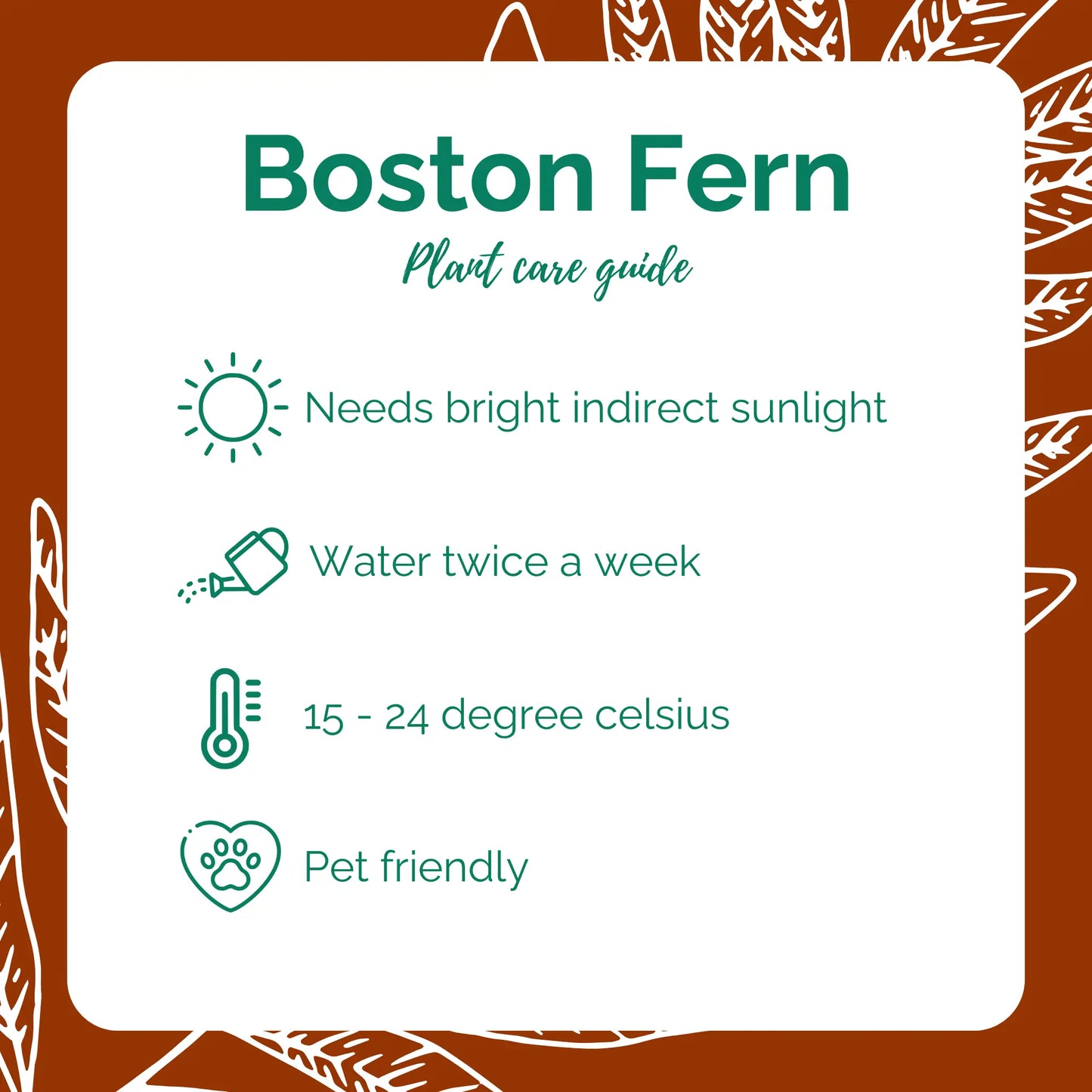 Boston Fern