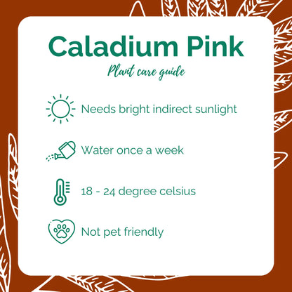 Caladium Pink