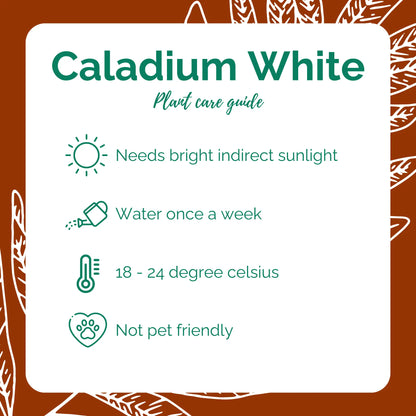 Caladium White