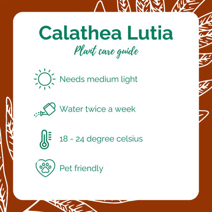 Calathea Lutia