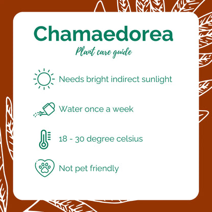 Chamaedorea/Chinese Palm