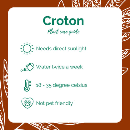 Croton