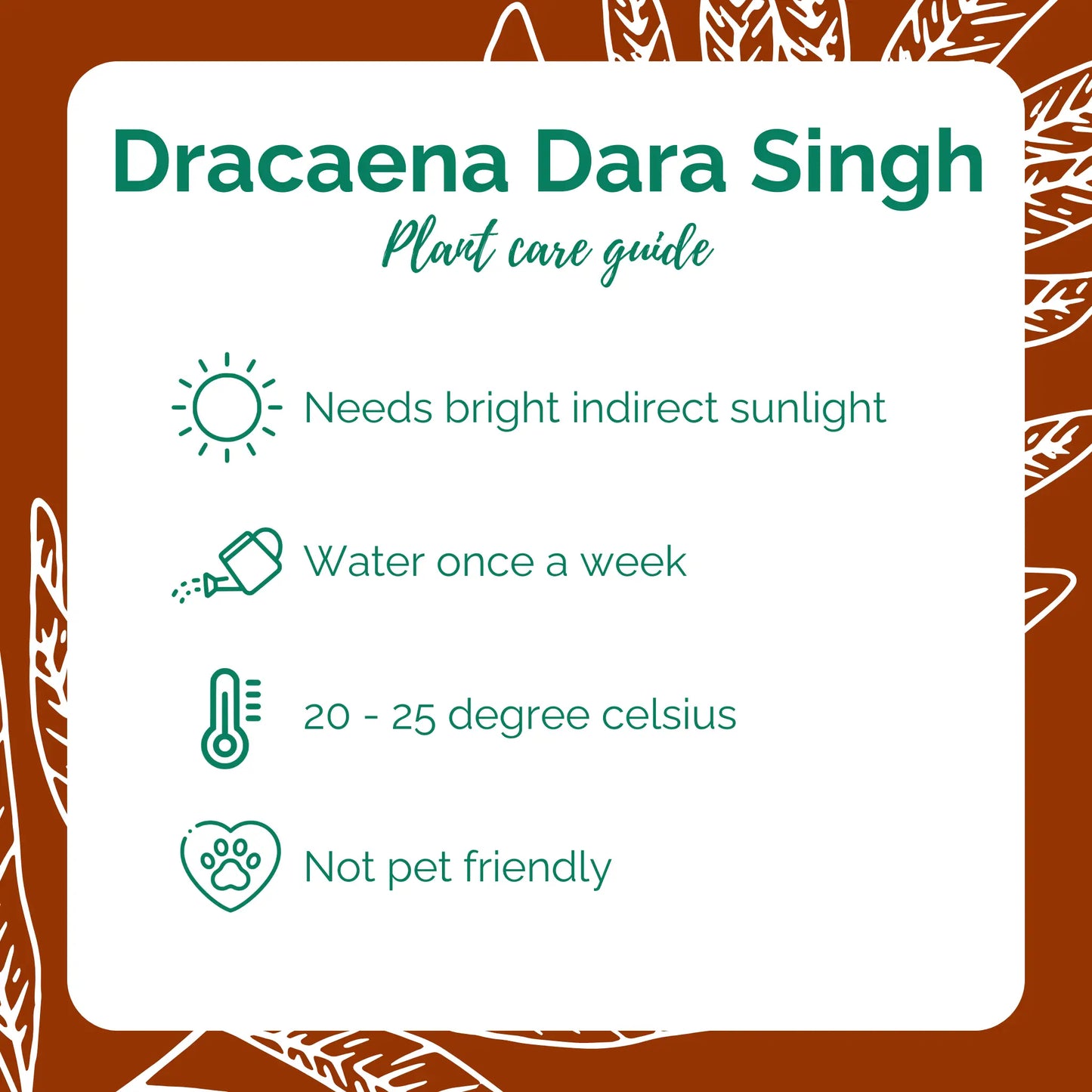 Dracaena Darasingh