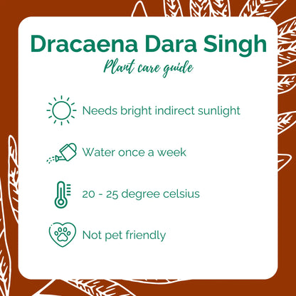 Dracaena Darasingh