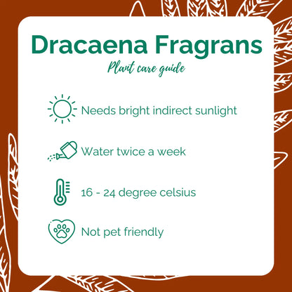 Dracaena Fragrans