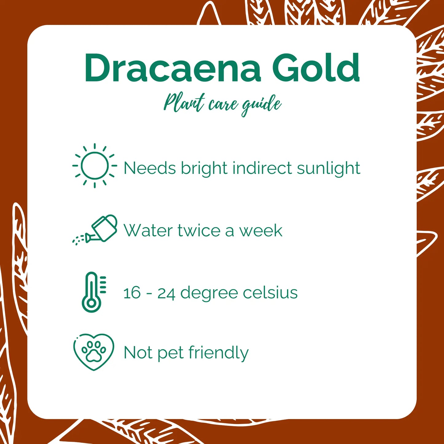 Dracaena Gold