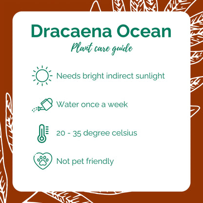 Dracaena Ocean