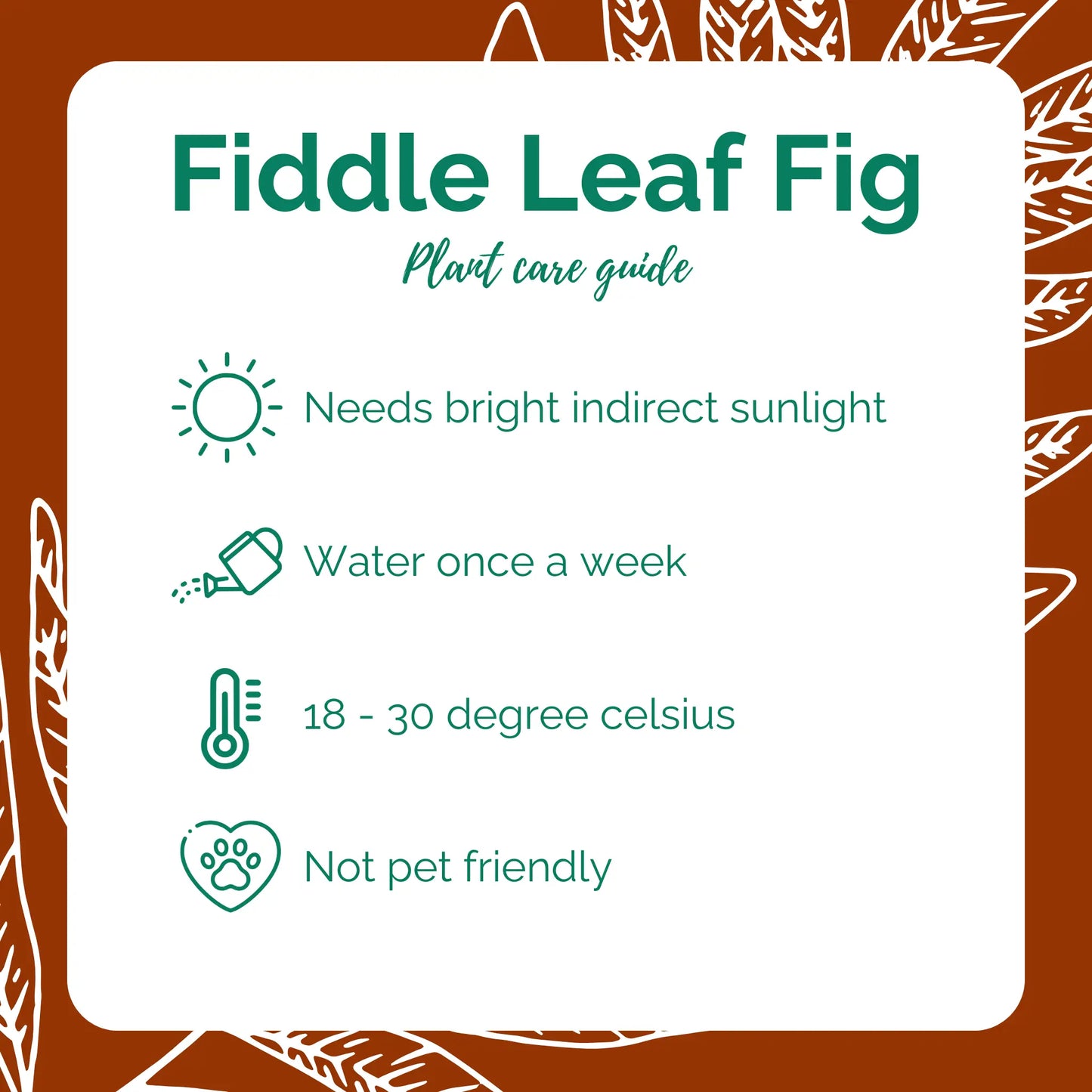 Fiddle Leaf Fig