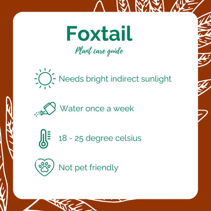 Fern/Foxtail