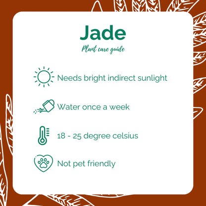 Jade plant care guide