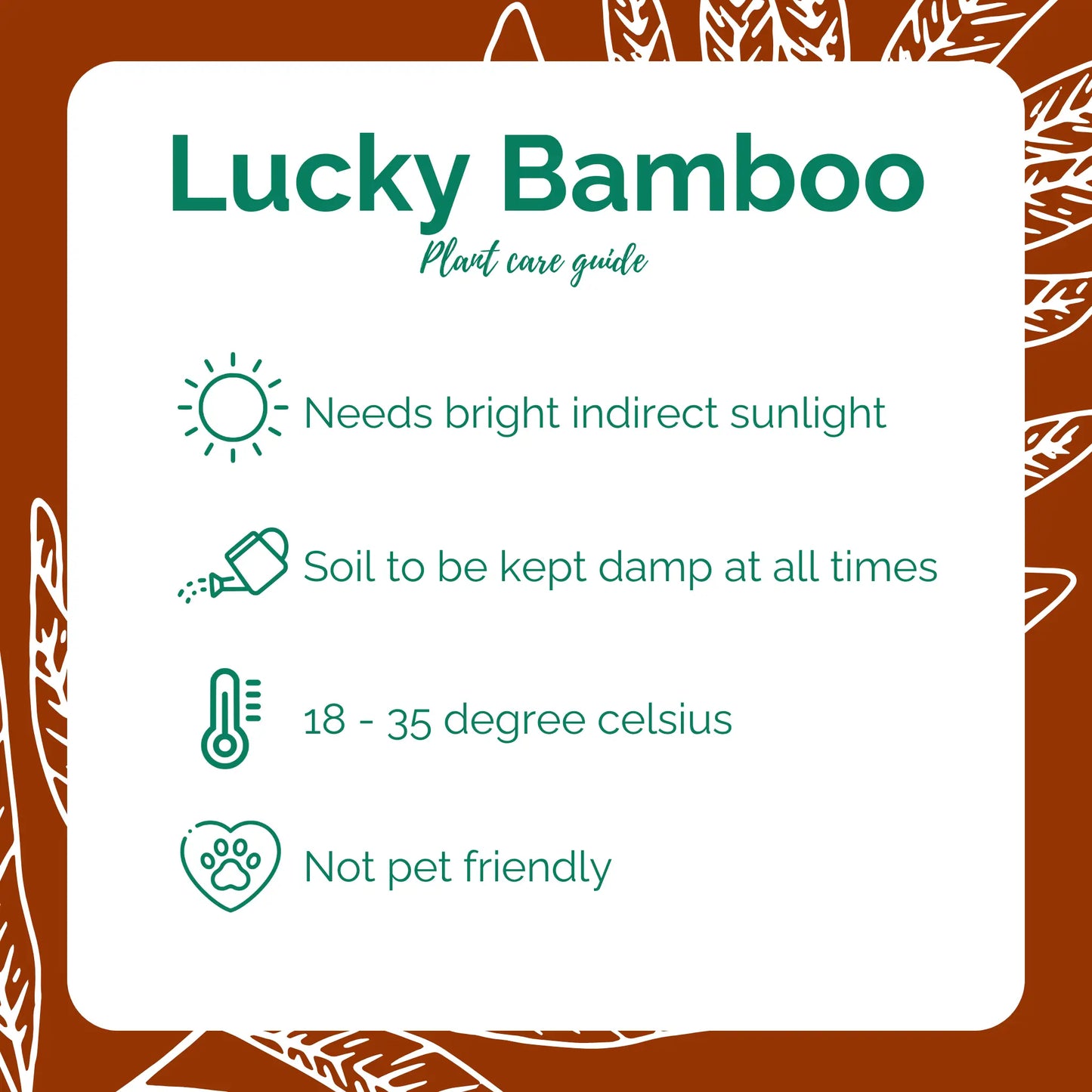 Lucky Bamboo