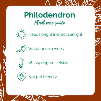 Philodendron Green