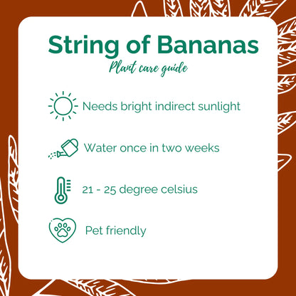 String of Banana