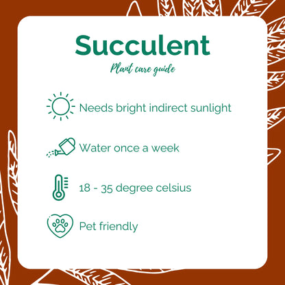 Succulent